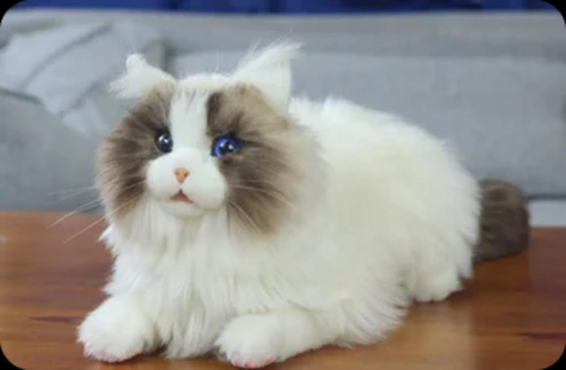 MiTa米塔猫